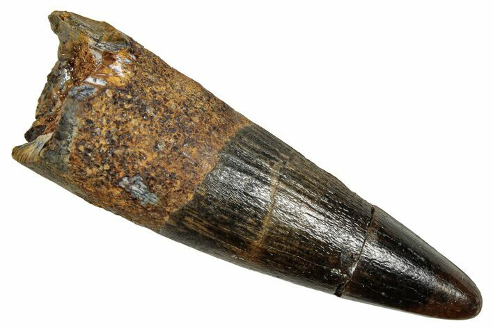 Fossil Spinosaurus Tooth - Real Dinosaur Tooth #345433
